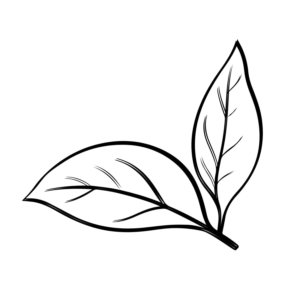 Sort, Lapsang Souchong